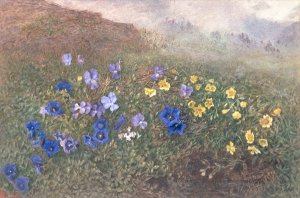 Spring Mountain Flowers