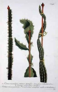 Cereus scandens minor Cereus scandens medeus and triangularis Peruvianus