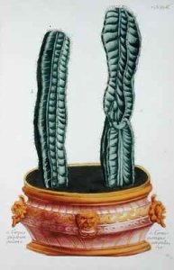 Cereus quadrangularis and Cereus quinque angularis