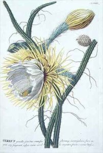 Cereus