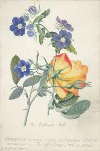 The Austrian Rose
