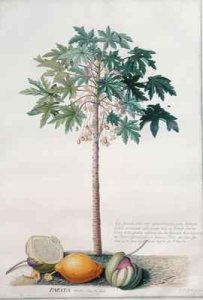 Pawpaw Tree