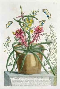 Cereus Minimus