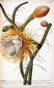 Cactus Cereus from Trews Plantae Selectae