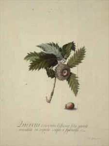 Quercus Orientalis
