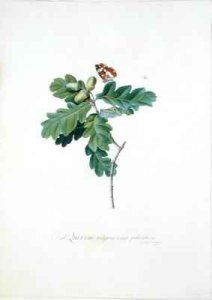 Oak Tree