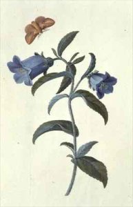 Canterbury Bell