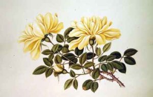 Rose Chinese