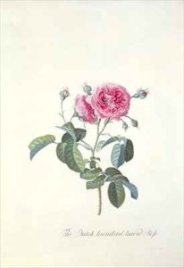 Rose Dutch hundred leaved Rose