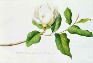 Magnolia 3