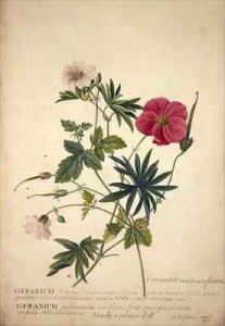 Geranium Two intertwined stems of different species