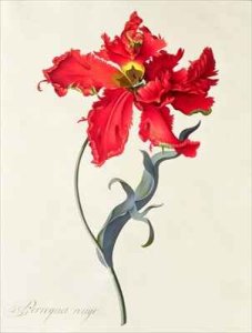 Tulip Perroquet Rouge