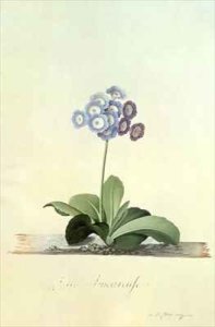 Fille Amoureuse Blue Auricula