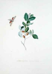 Cork Tree