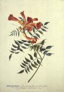 Bignonia americana watercolour