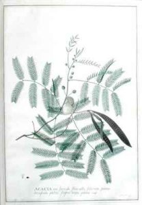 Acacia non spinosa flore albo foliorum pinnis latiusculis glabris filiquis longis planis Houst