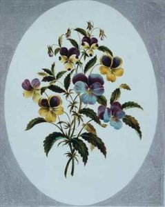 Heartsease varieties